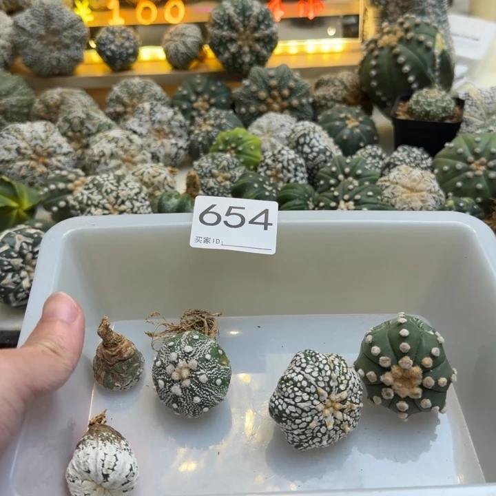 兜星球仙人球654号