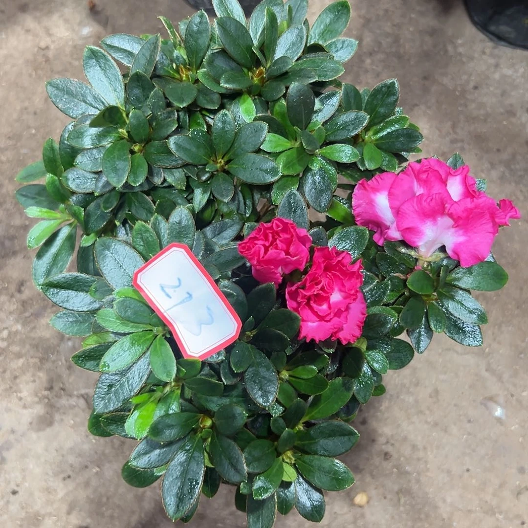 大部分花苞少量开放273