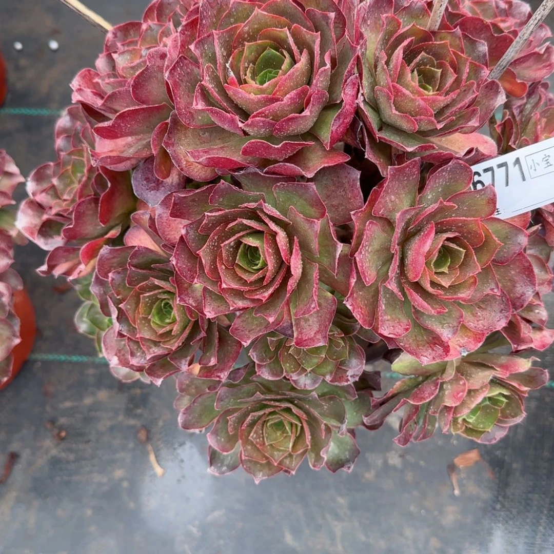 妞****爱6771魅金多肉多肉