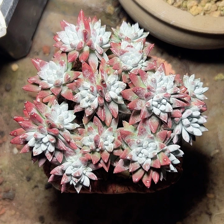 小鹿多肉一物一拍2814