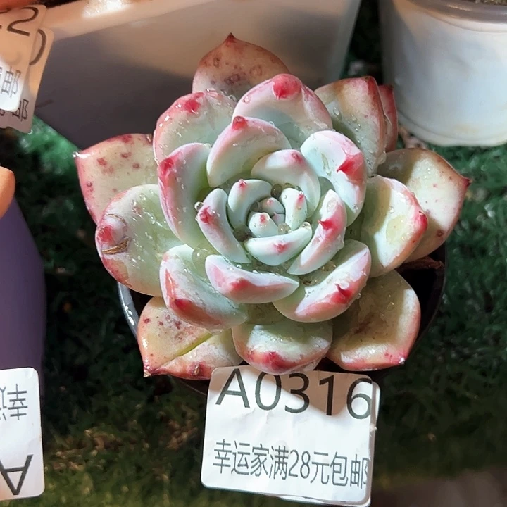 幸运的是我的朋友们