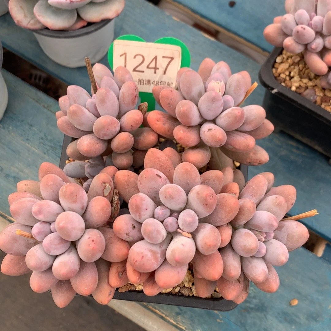 汤圆无砍一物一拍1247