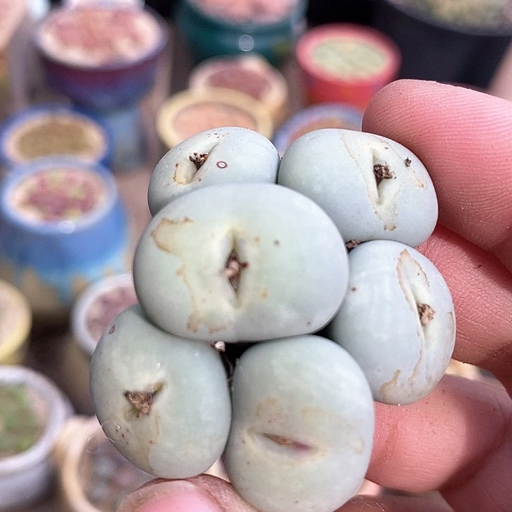 3541大嘴小红嘴一颗