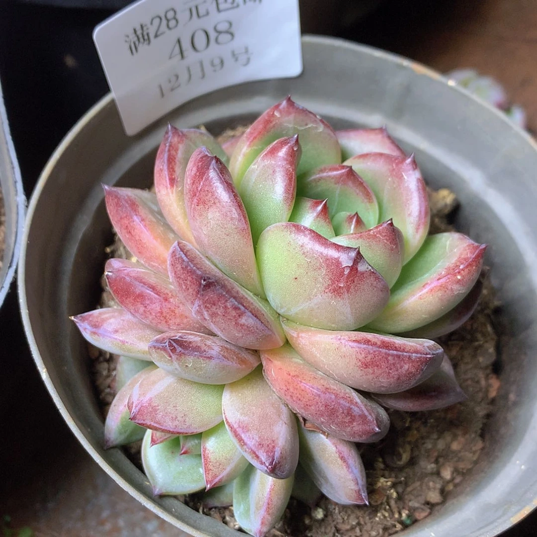 【闪购商品】云408号