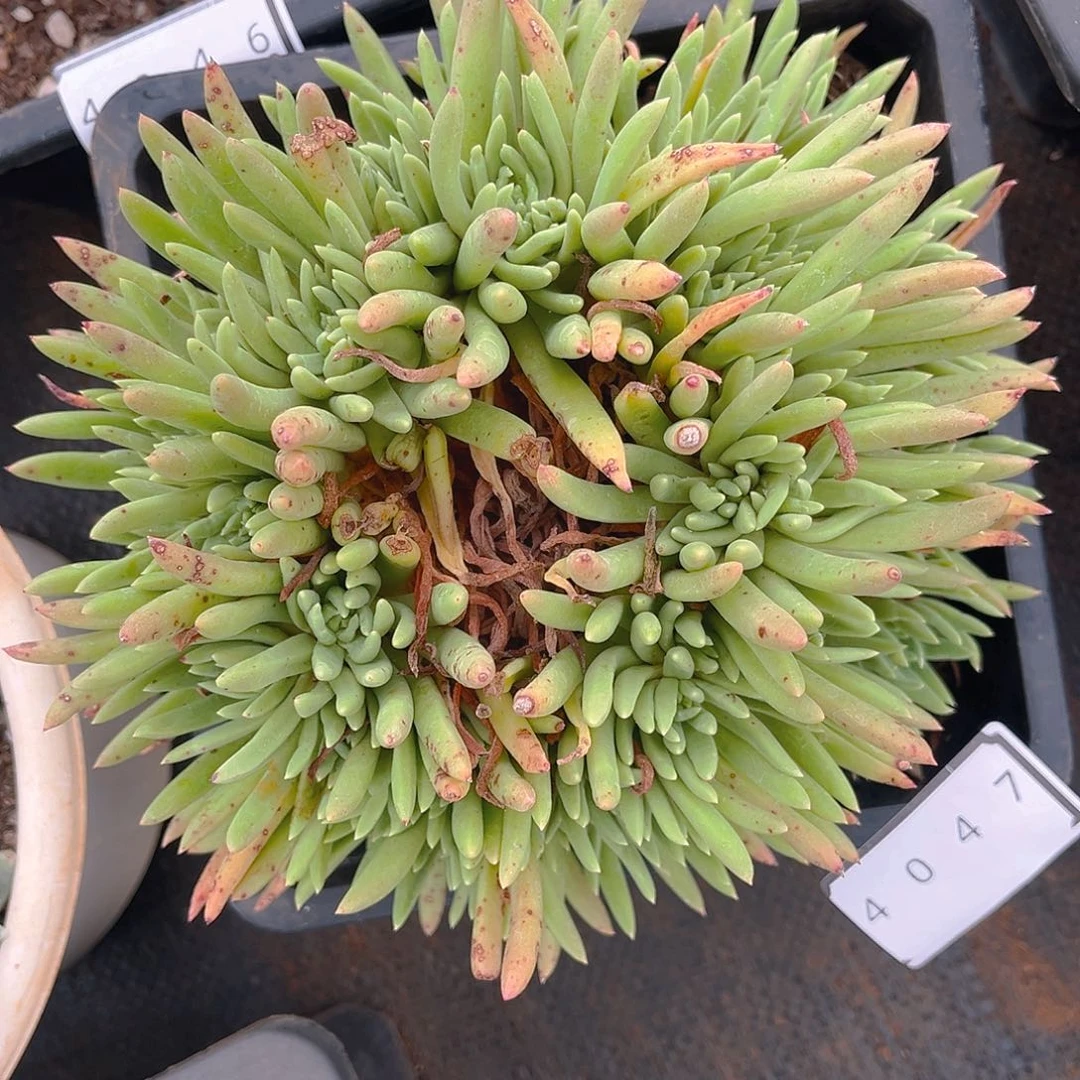 绿菊大群多头老桩4047