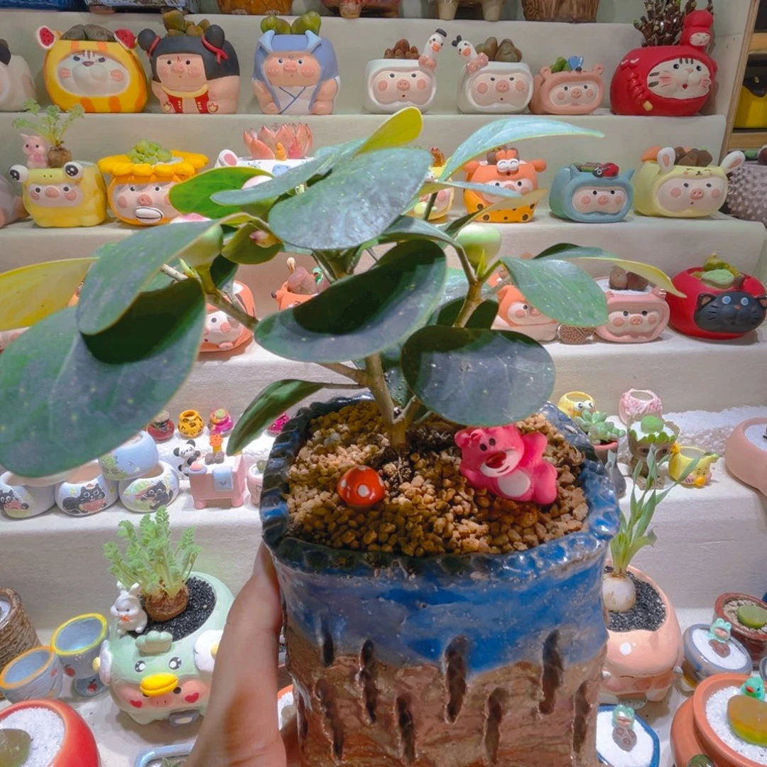 111菩提树带盆带土ro mo手工盆
