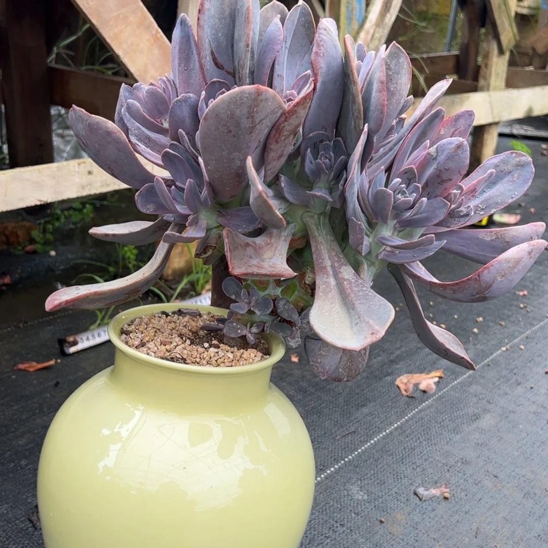 中提琴，脱土发货1