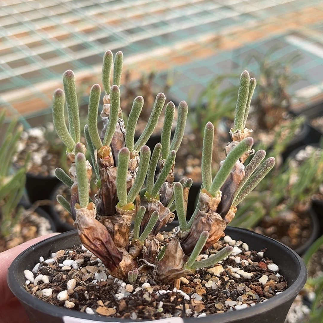 一物一拍碧光环小兔子2031