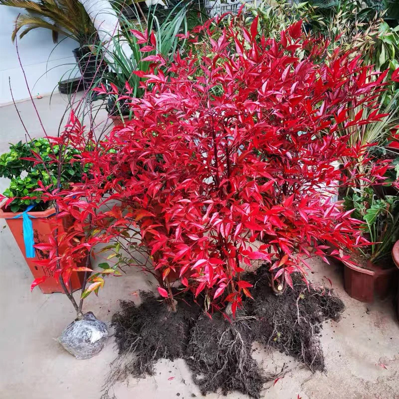 南天竹盆栽树苗火焰南天竹室内老桩盆景室外庭院耐寒四季种植好养