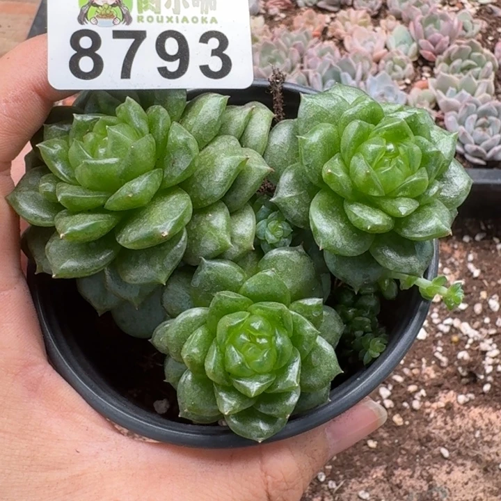 山***x多肉植物多肉植物