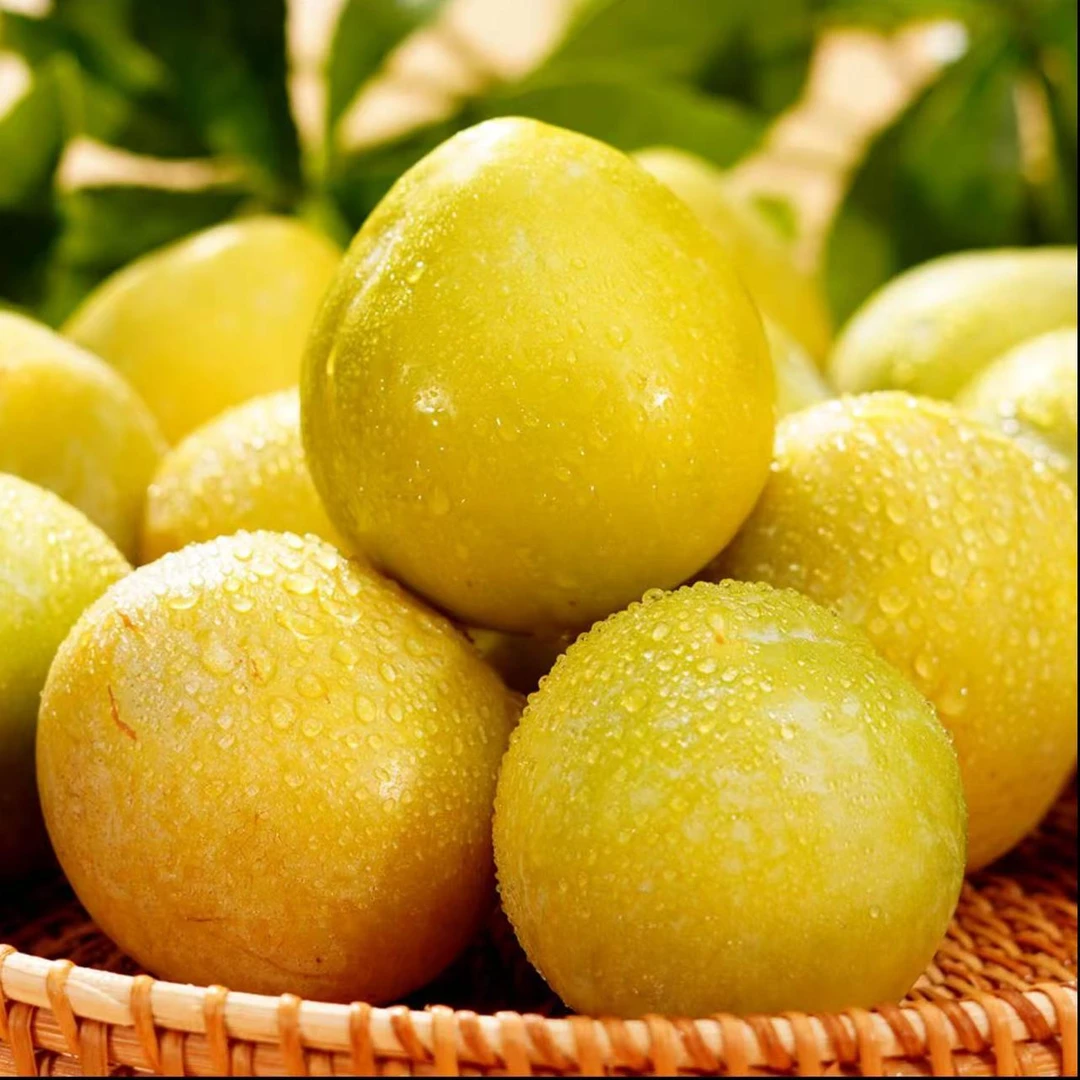 炎陵平乐高山黄金奈李（顺丰包邮）