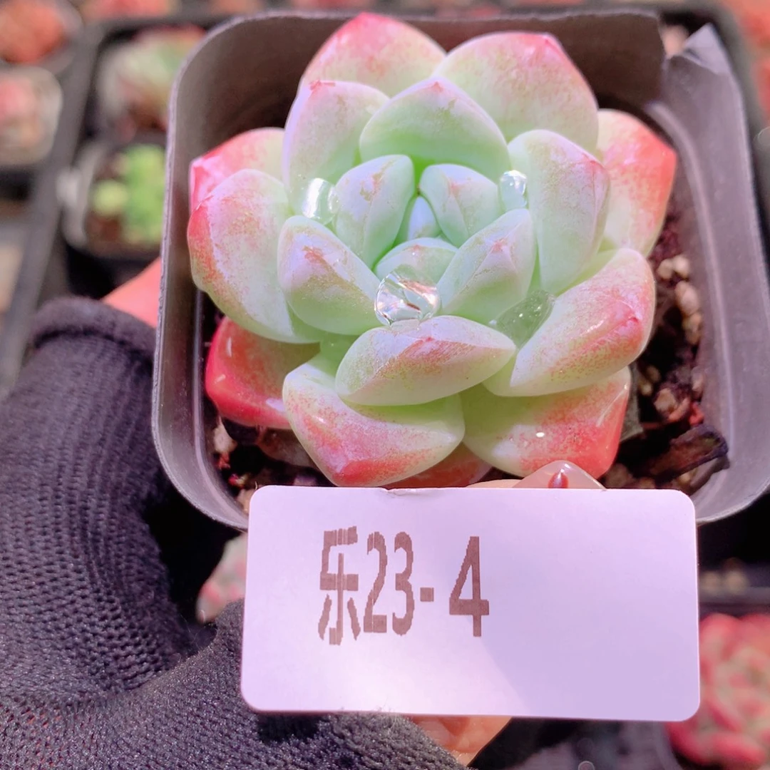 乐然23-4 冰玉单头
