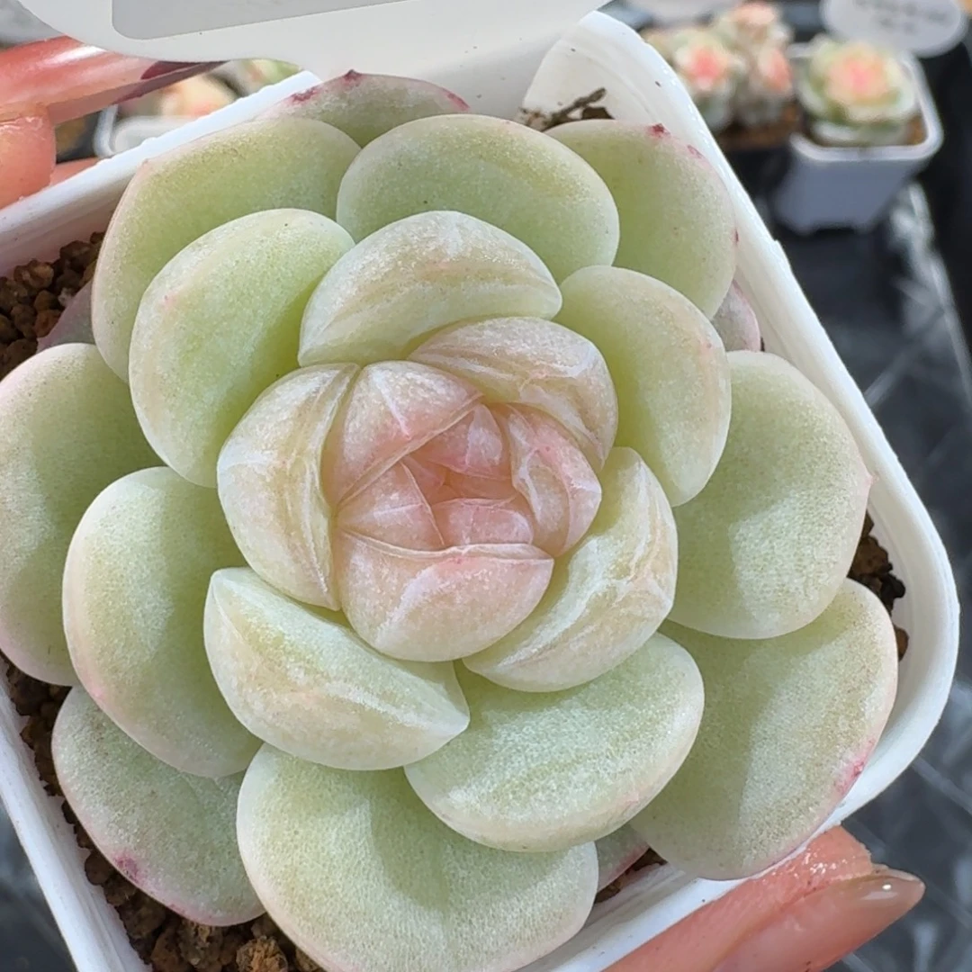 1204-10-望舒单头一颗