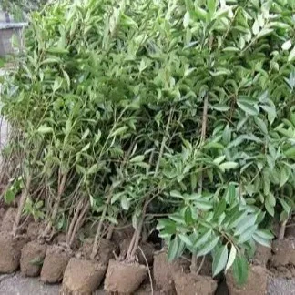 法国冬青，园林造景，庭院隔断，公园护栏