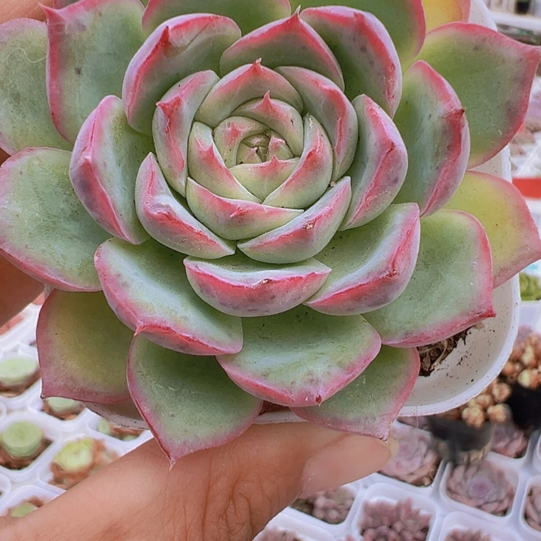 侧影单头19包邮多肉