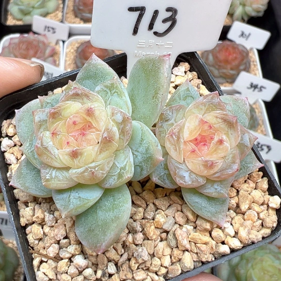 713号风花雪月系列若梦