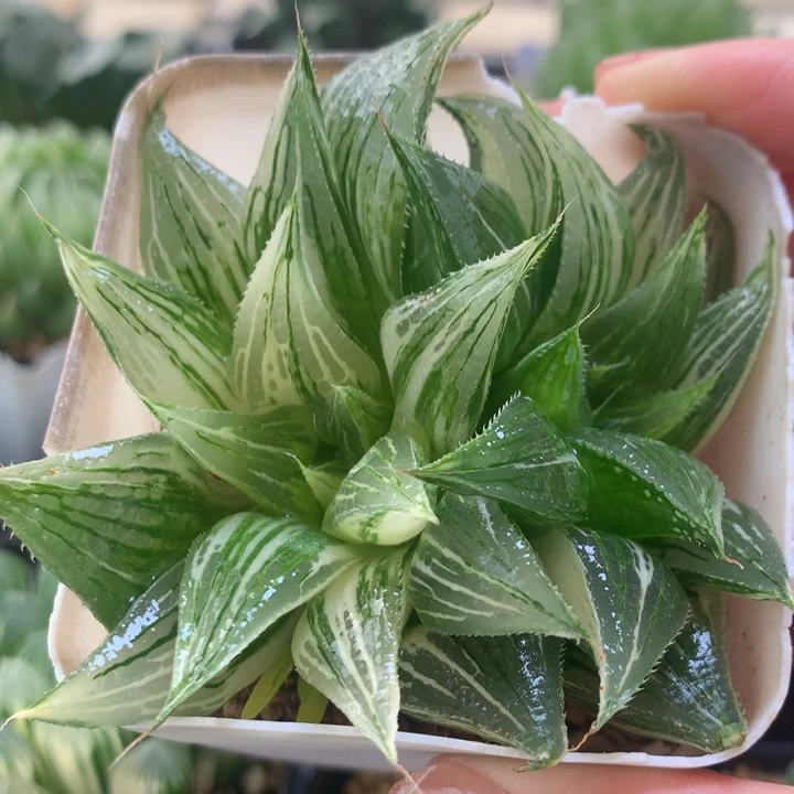 芭提雅寿锦一物一拍