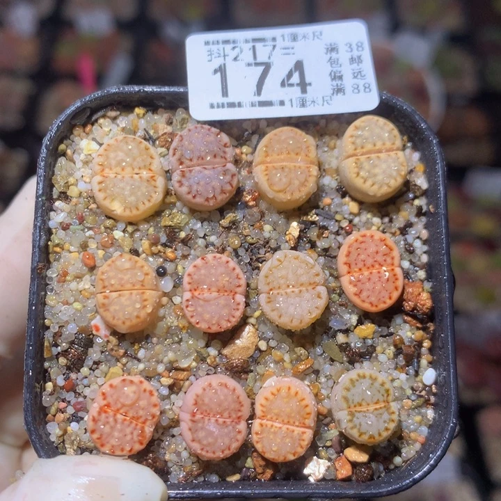 精品生石花217.174