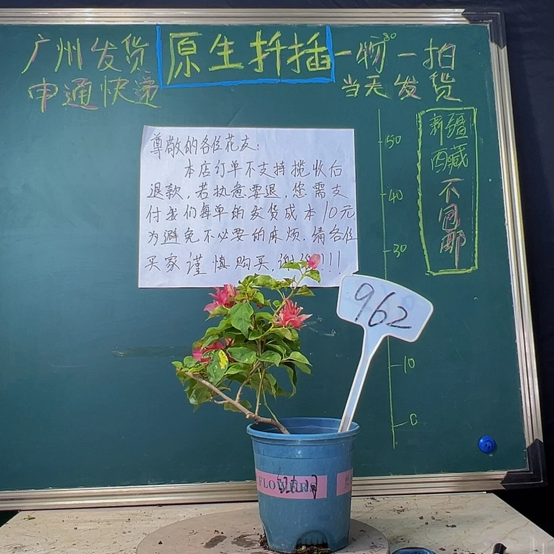 当前无花栽培后可以开花红九月 962