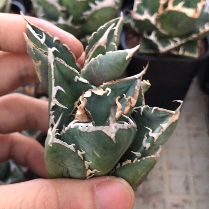 立可白顶芽和侧芽