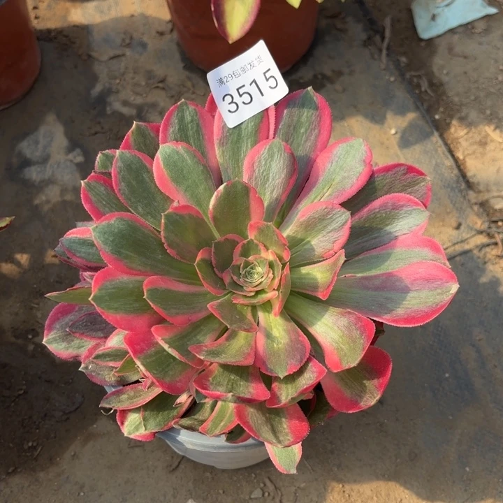 妖月多肉有晒伤3515