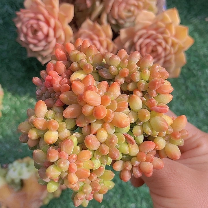 千代田缀2737多肉植物