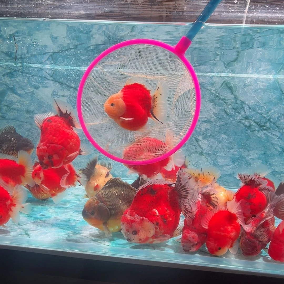 金鱼短尾将军泰狮短尾