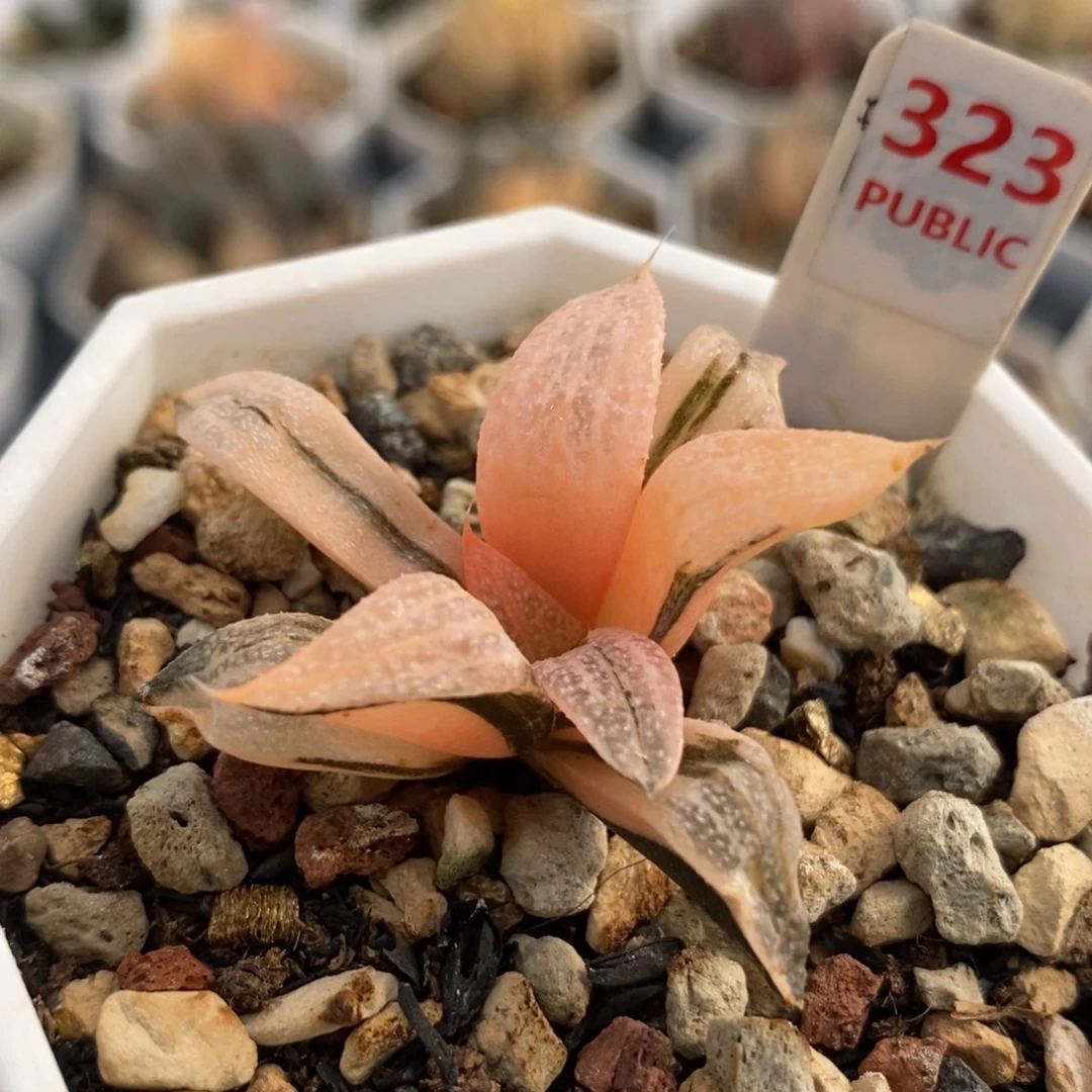 323青蟹锦一物一拍