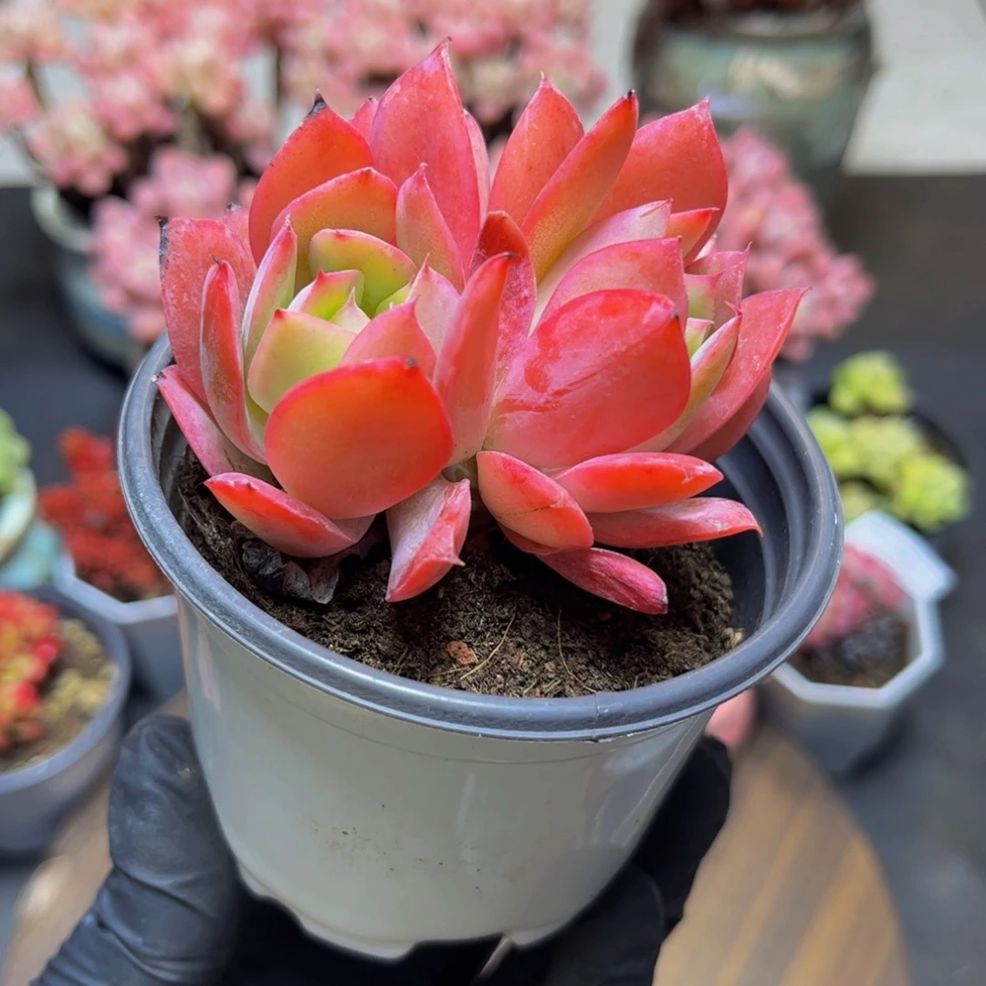 106绮罗双头7厘米多肉