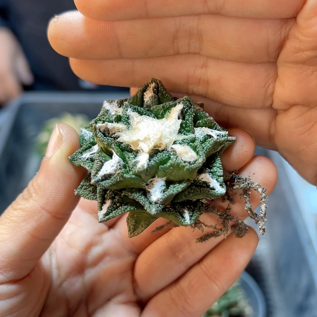 自根辛盾牡丹4.5公分