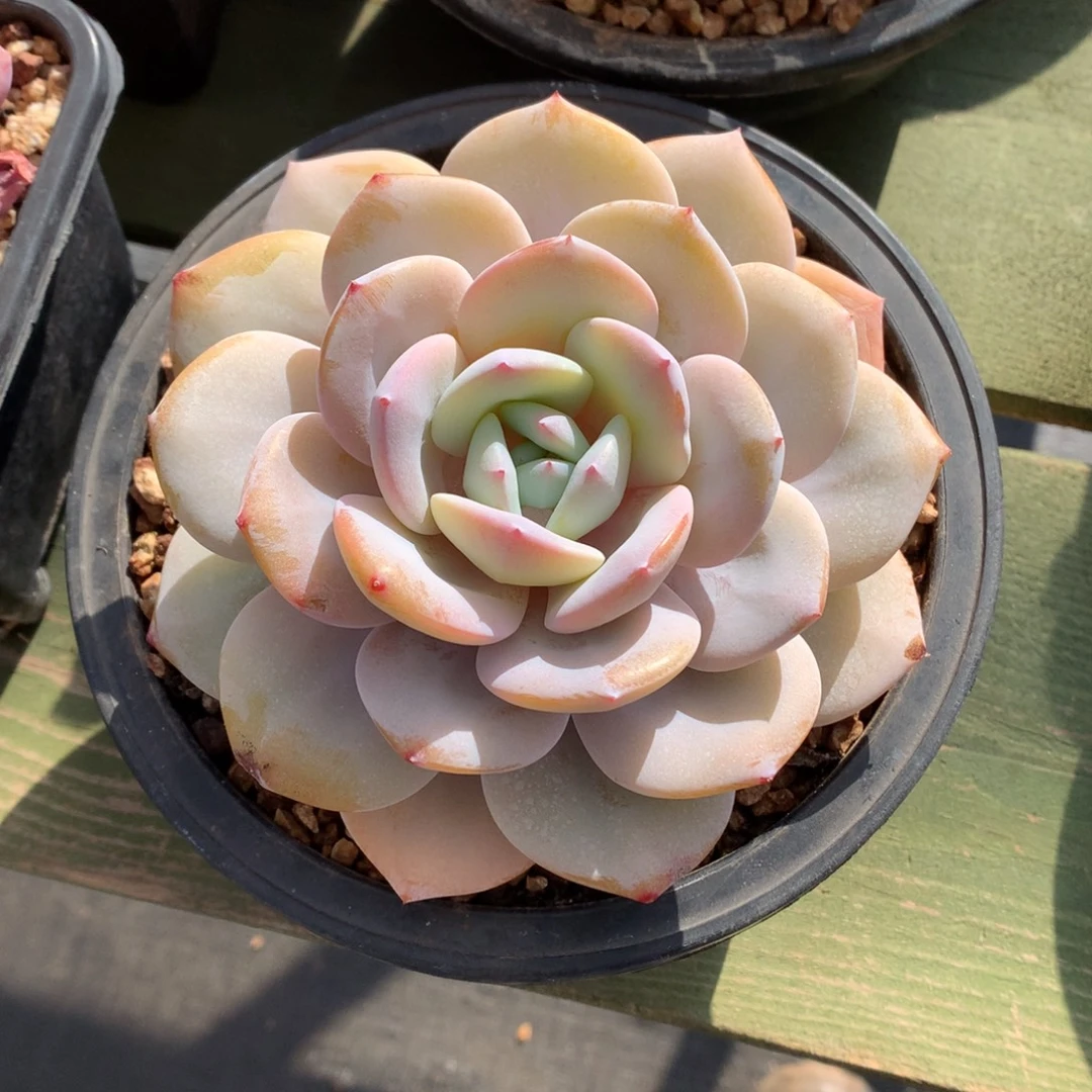 我们家的小仙女们