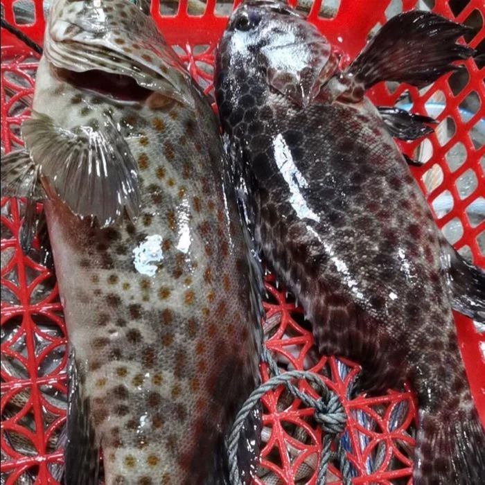 深海龙胆石斑鱼鲜活速冻海鲜