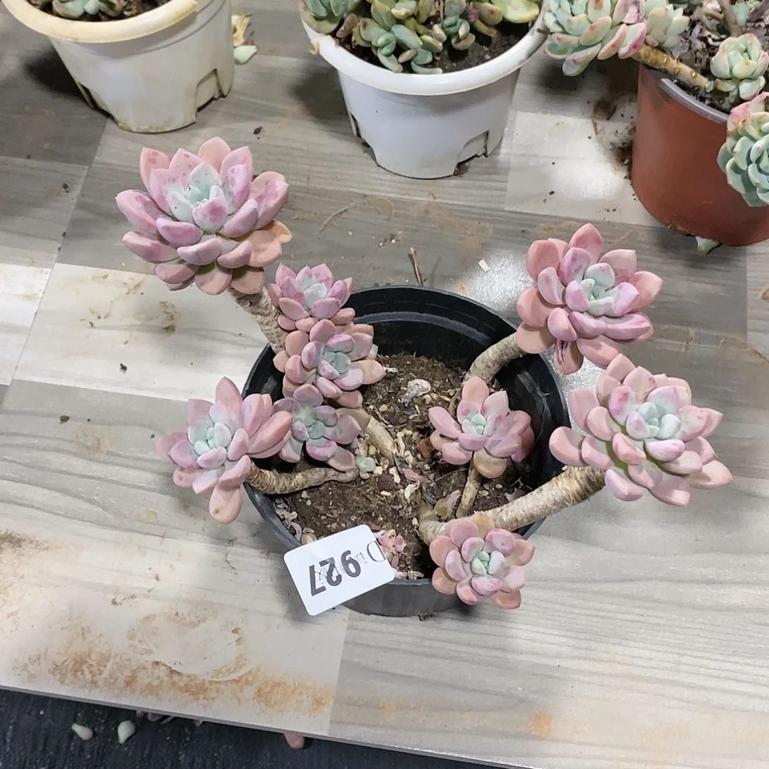 用****0927花瓣鹿多肉