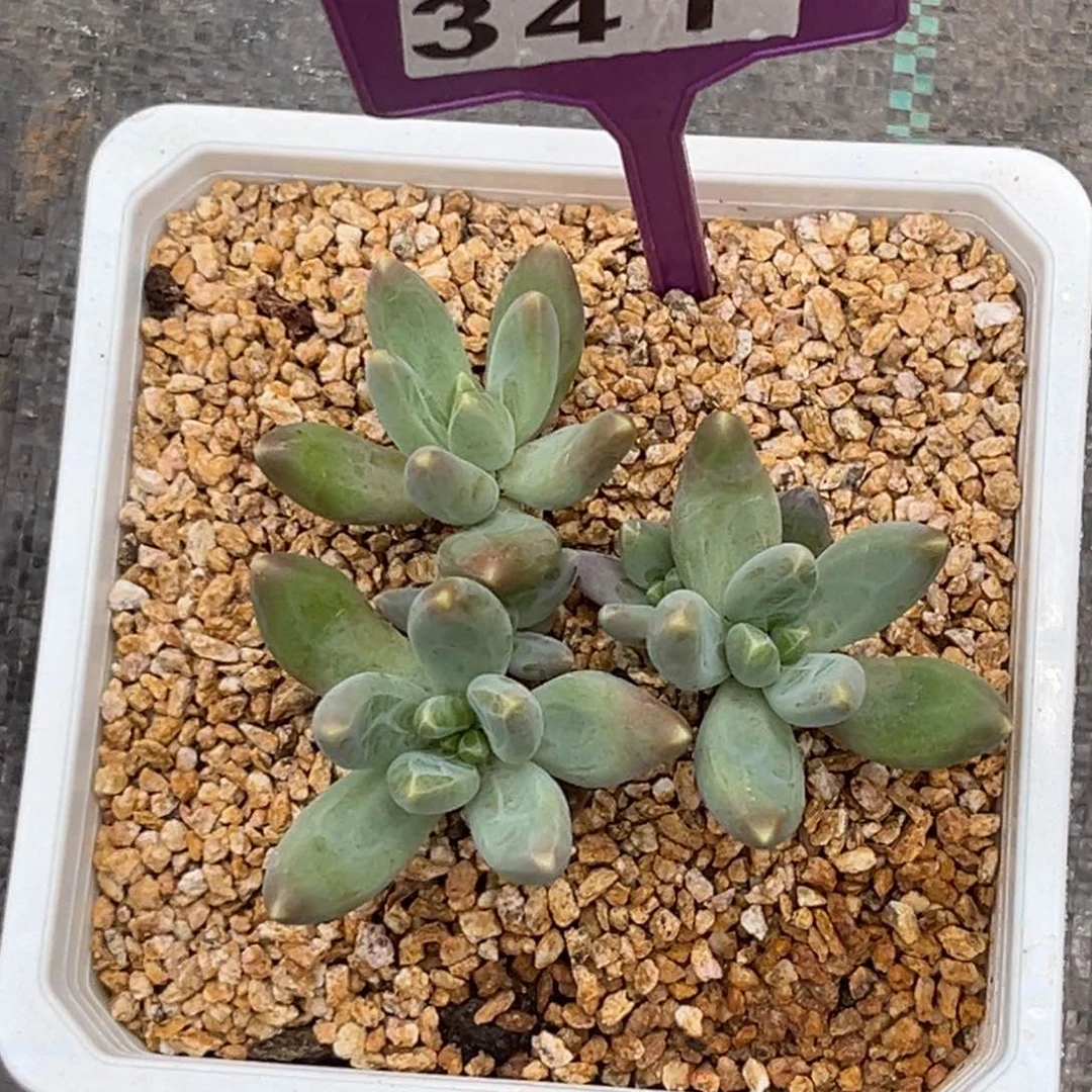 墨**星多肉植物蓝眼睛341