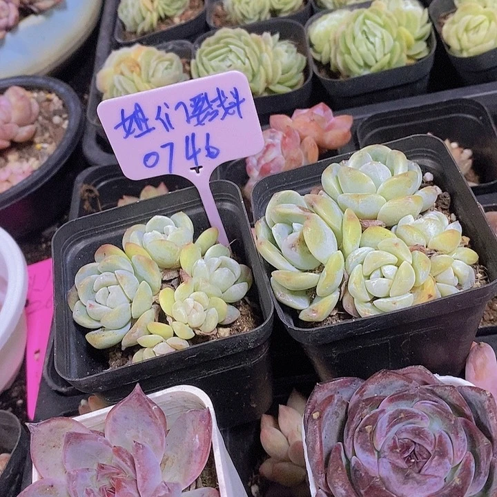 正韩系黑橙冰玉系列