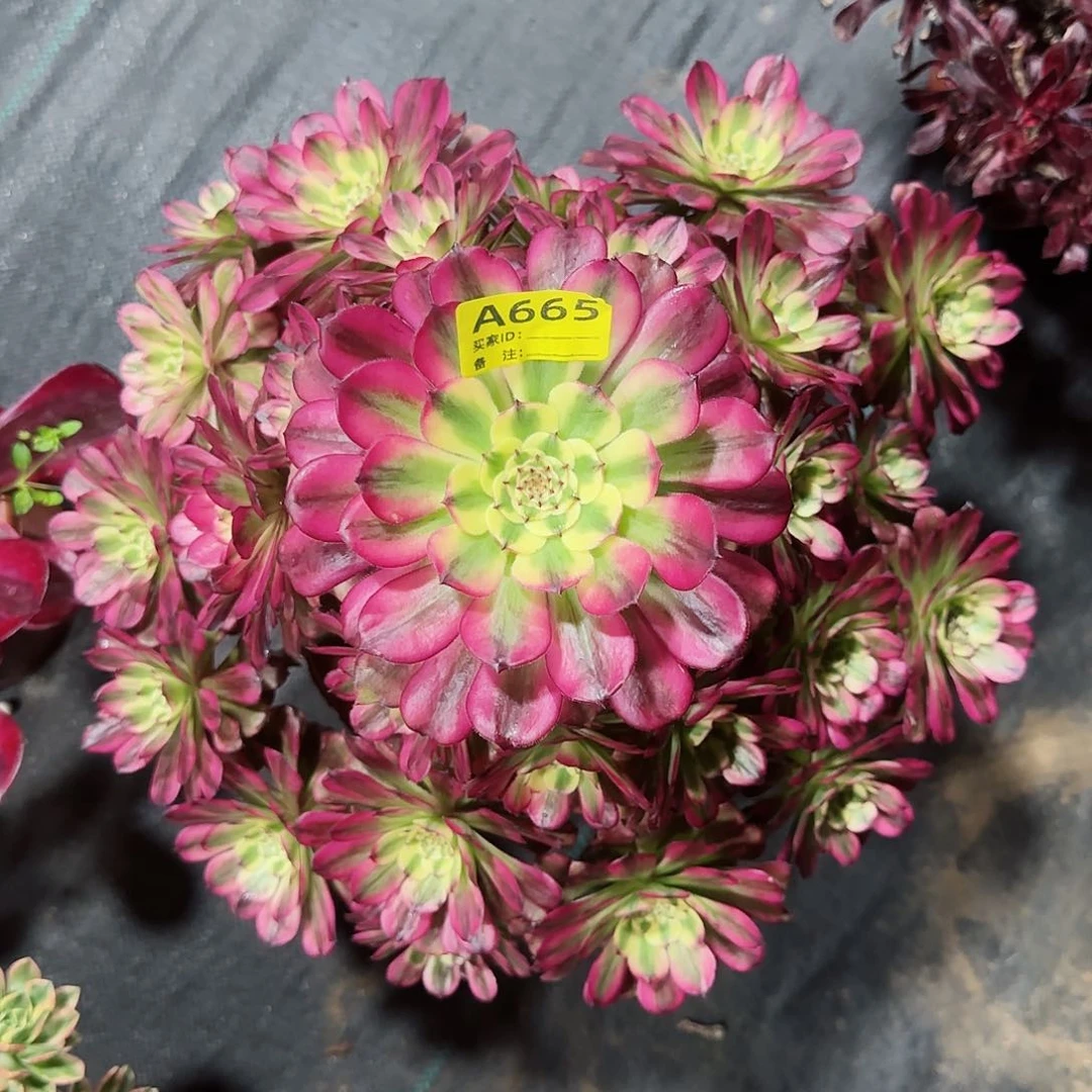 舞天姬法师多肉植物665