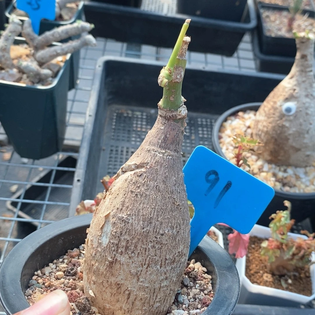 绿松石西番莲一个