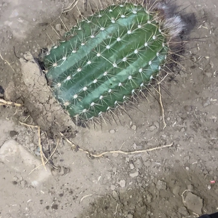静*清清温淳根带花西21
