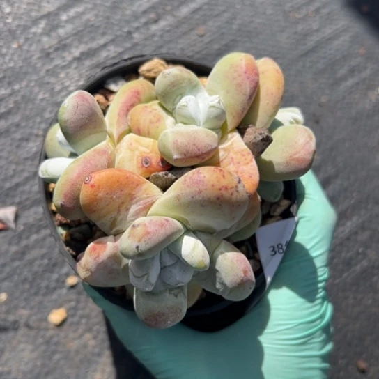 汤****✨姐姐看看～一物一拍7332