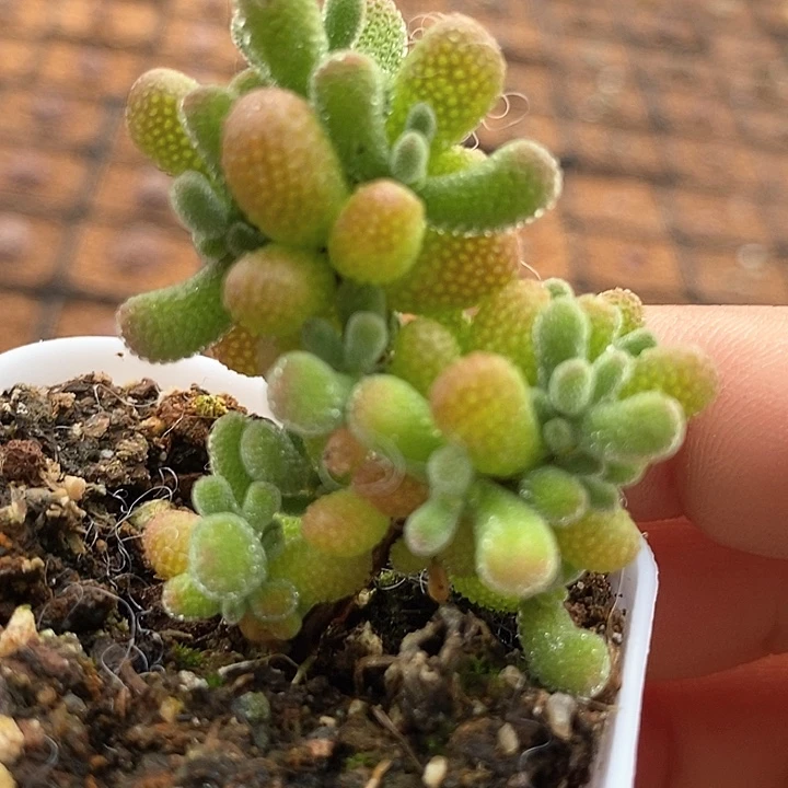 10524葡萄枝干一颗