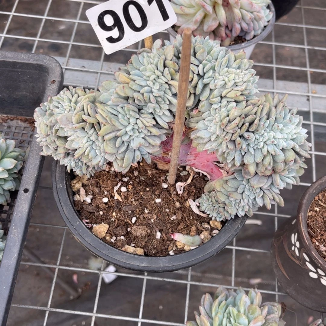 梨***笑901号40 9999999808