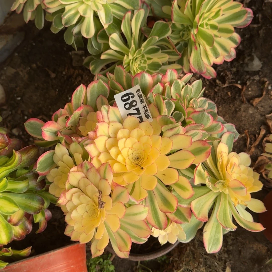 法师丘比特6877 19-47