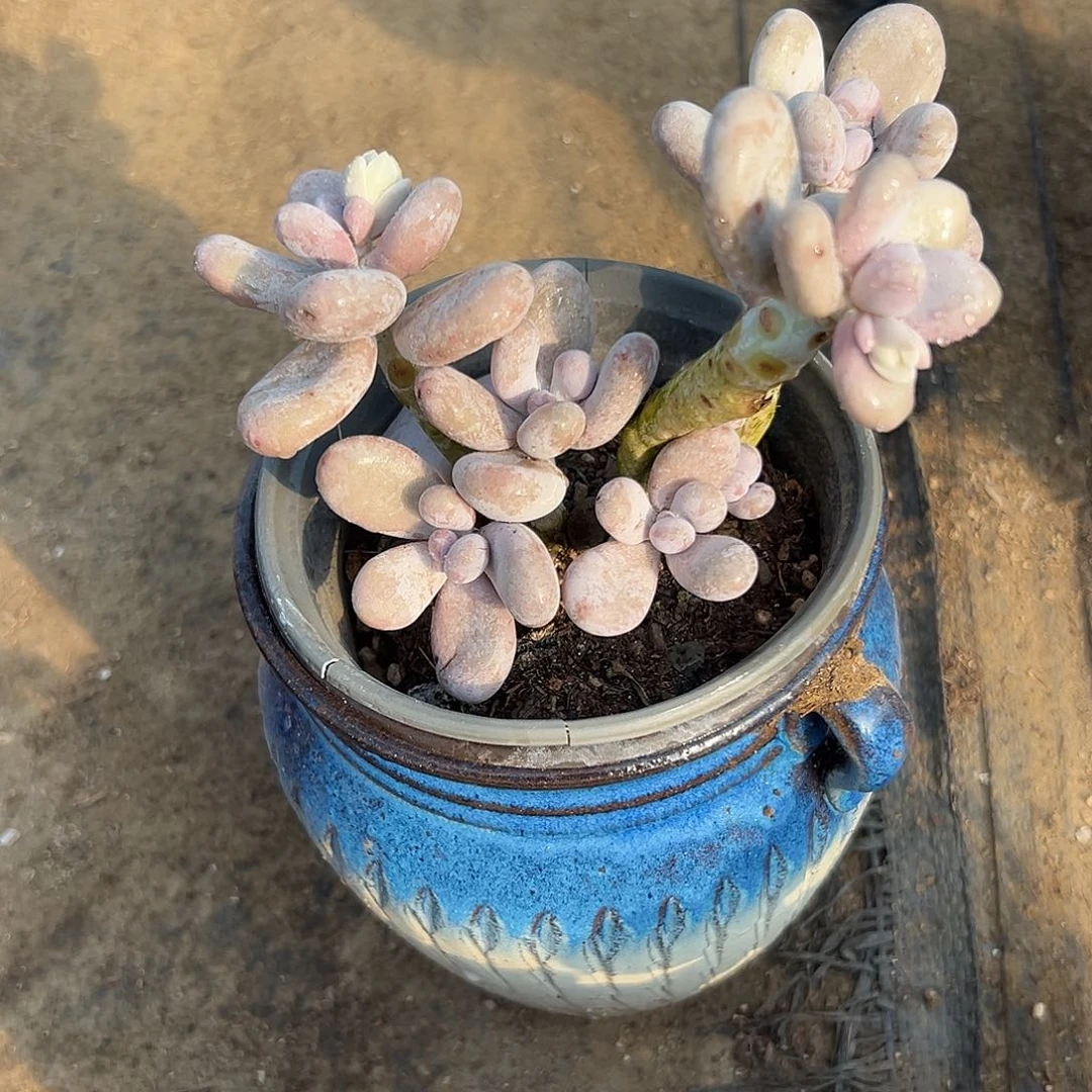 多肉植物鸡蛋奶酪文斯通