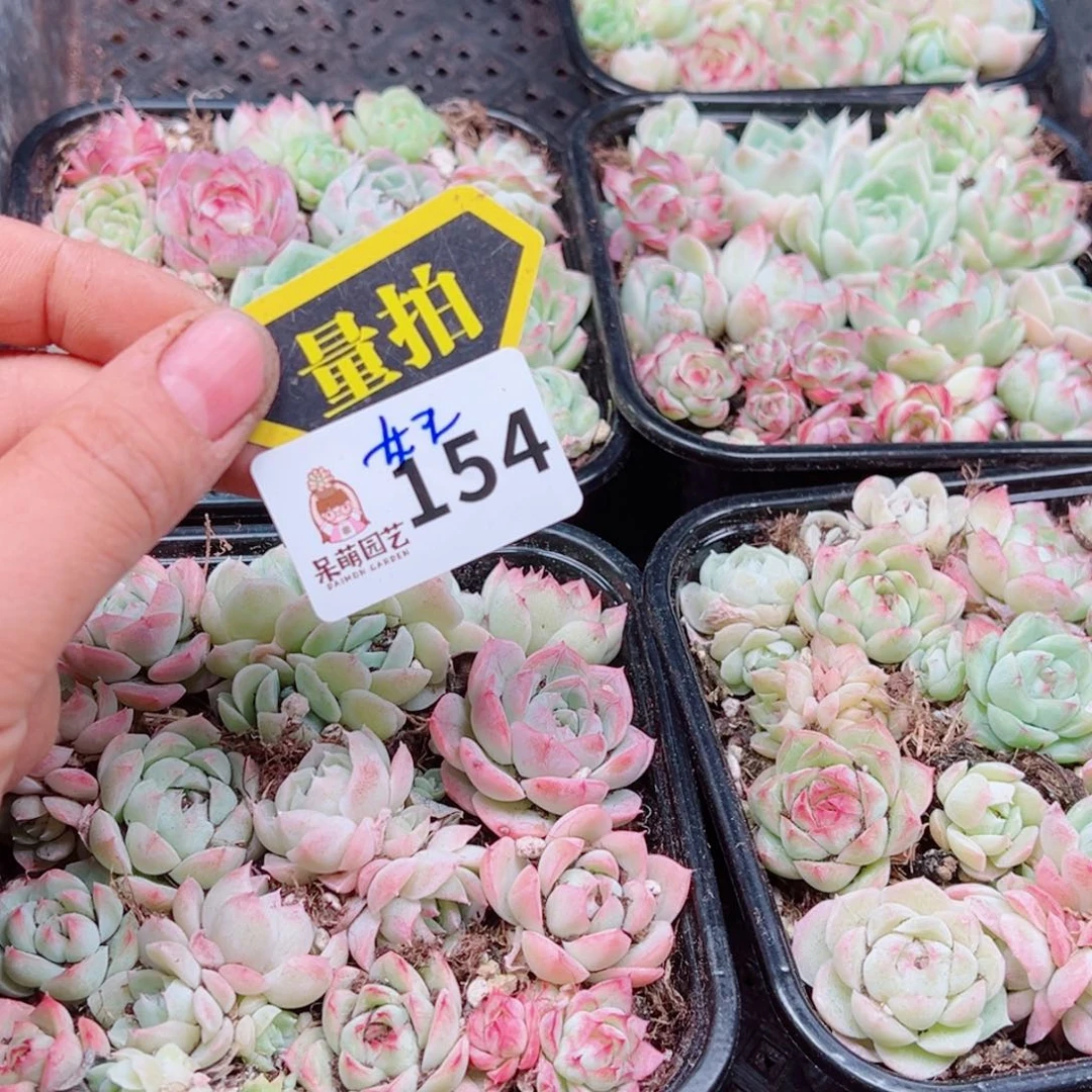 多肉植物多肉植物