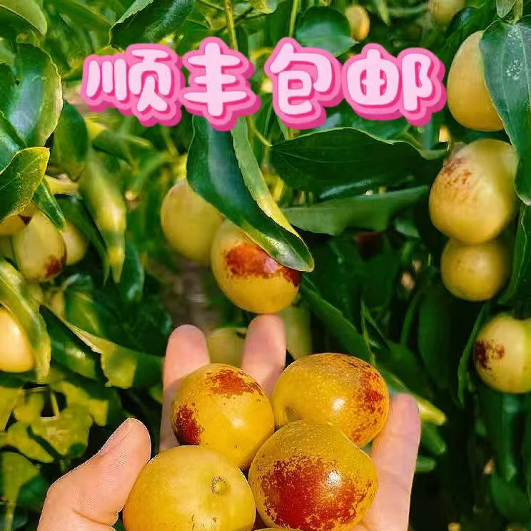 新疆南疆原产地直发沙漠冬枣皮薄肉厚香甜酥脆细腻甜美爽口