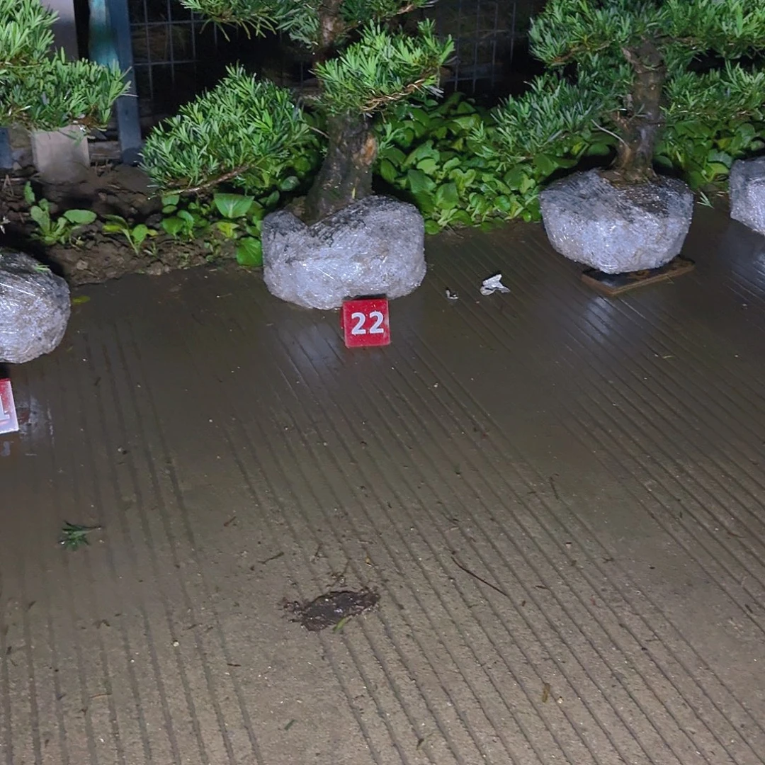 用***2完全开放罗汉松基地直发