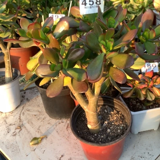 458紫叶脱土发货