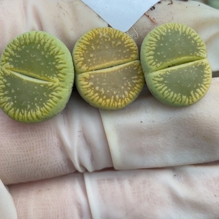 600绿光阳母本3颗