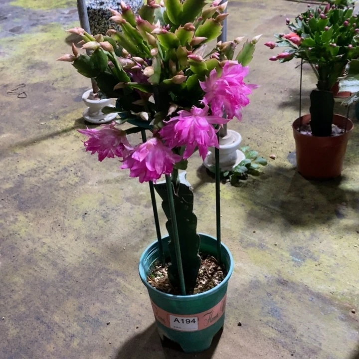 大部分花苞少量开放禧**临194嫁接038
