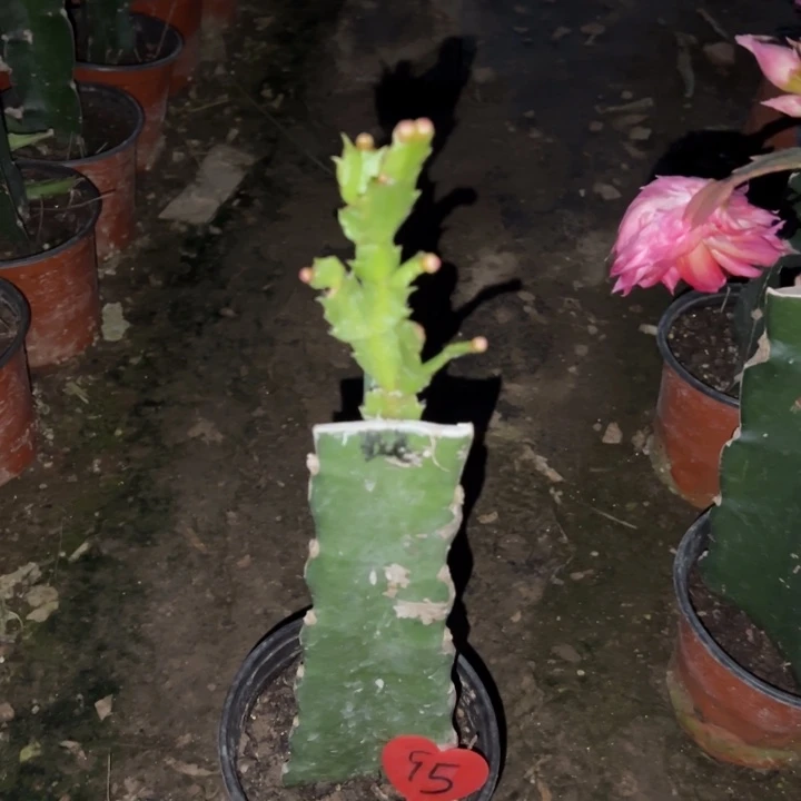 ～***妍当前无花栽培后可以开花红羽毛95